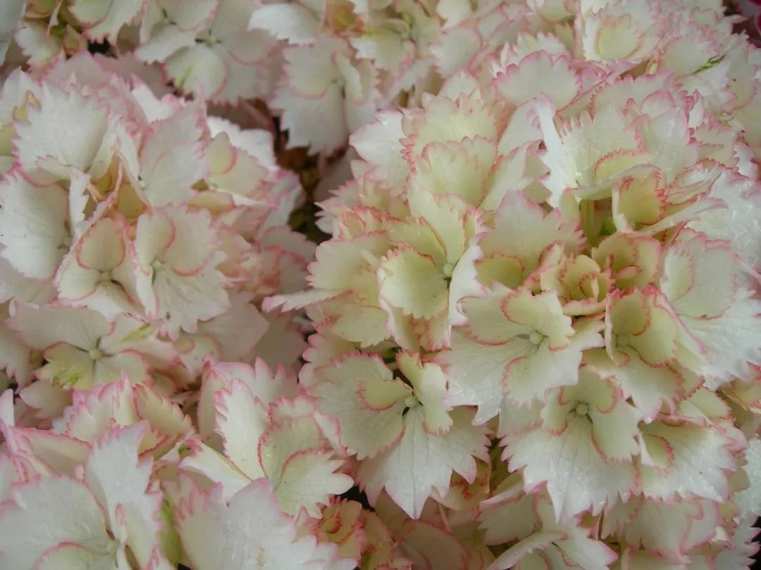 最漂亮的十种绣球,最省心的绣球