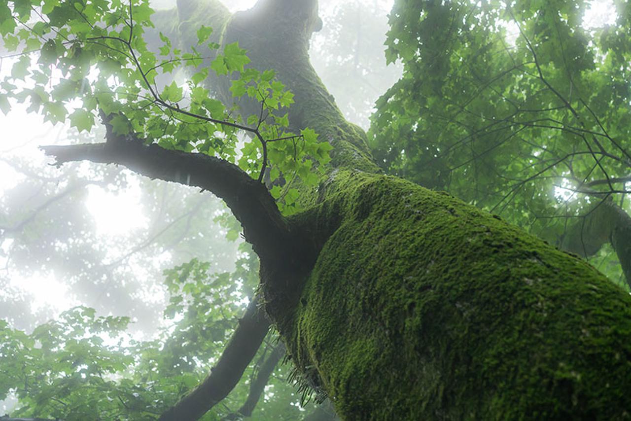 苔藓生活在阴暗潮湿的环境中,苔藓岁月