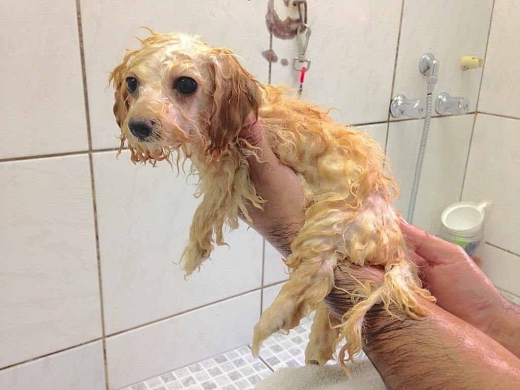 狗狗抗拒洗澡,狗狗抗拒洗澡4招让它彻底改变