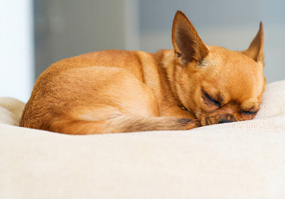 爱宠护理:狗狗伤口化脓溃烂用什么药,才能让狗狗尽快恢复?