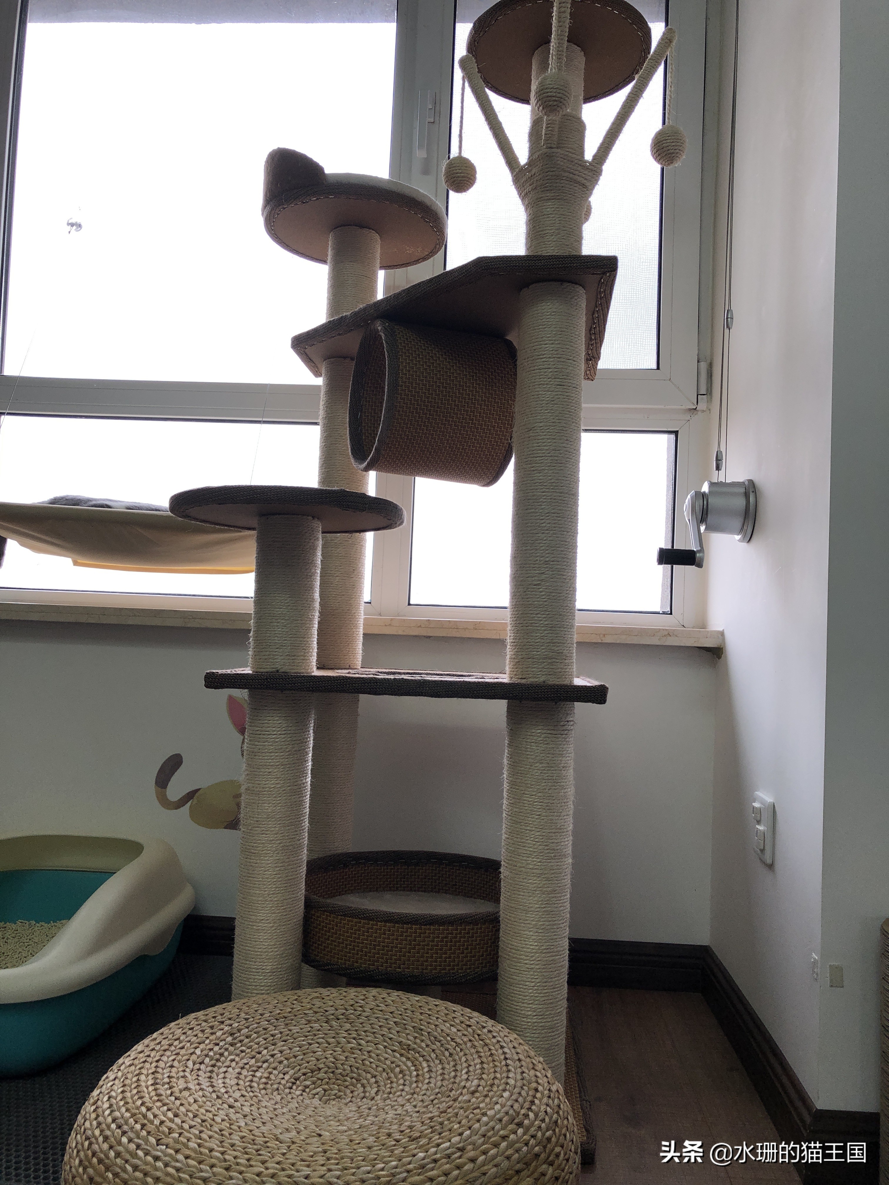 没有不磨爪爪的猫,可猫咪到处乱挠怎么破?看我家猫咪磨爪训练!