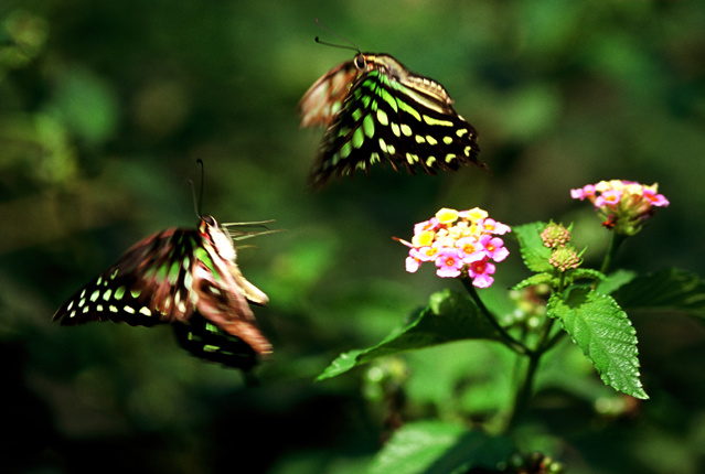 2021浜戝崡鍗佸ぇ鍚嶅搧,浜戝崡鍗佸ぇ鍚嶅搧