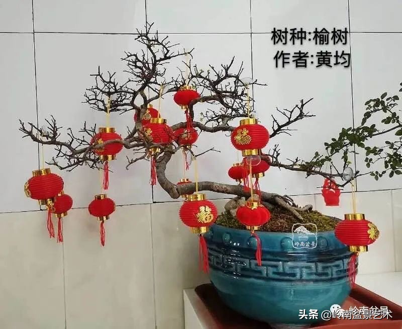 广东的盆景有哪些,适合广东玩的盆景