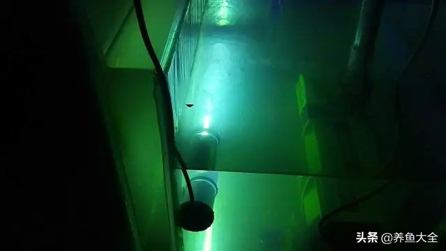 杀菌灯在过滤槽的正确使用方法,鱼缸杀菌灯正确使用方法