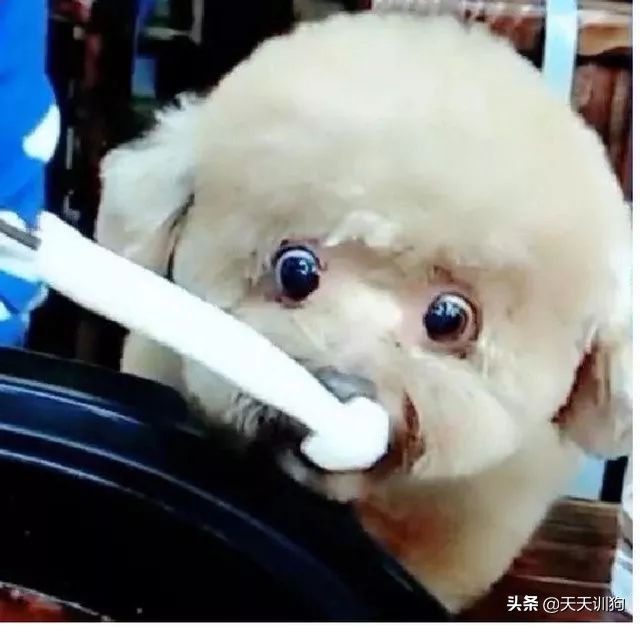 网友带狗狗回家过年,网友带狗狗去哈尔滨