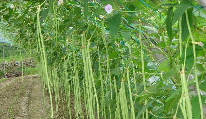 豆角只开花不结荚怎么管理,豆角叶子茂盛不爬蔓怎么回事