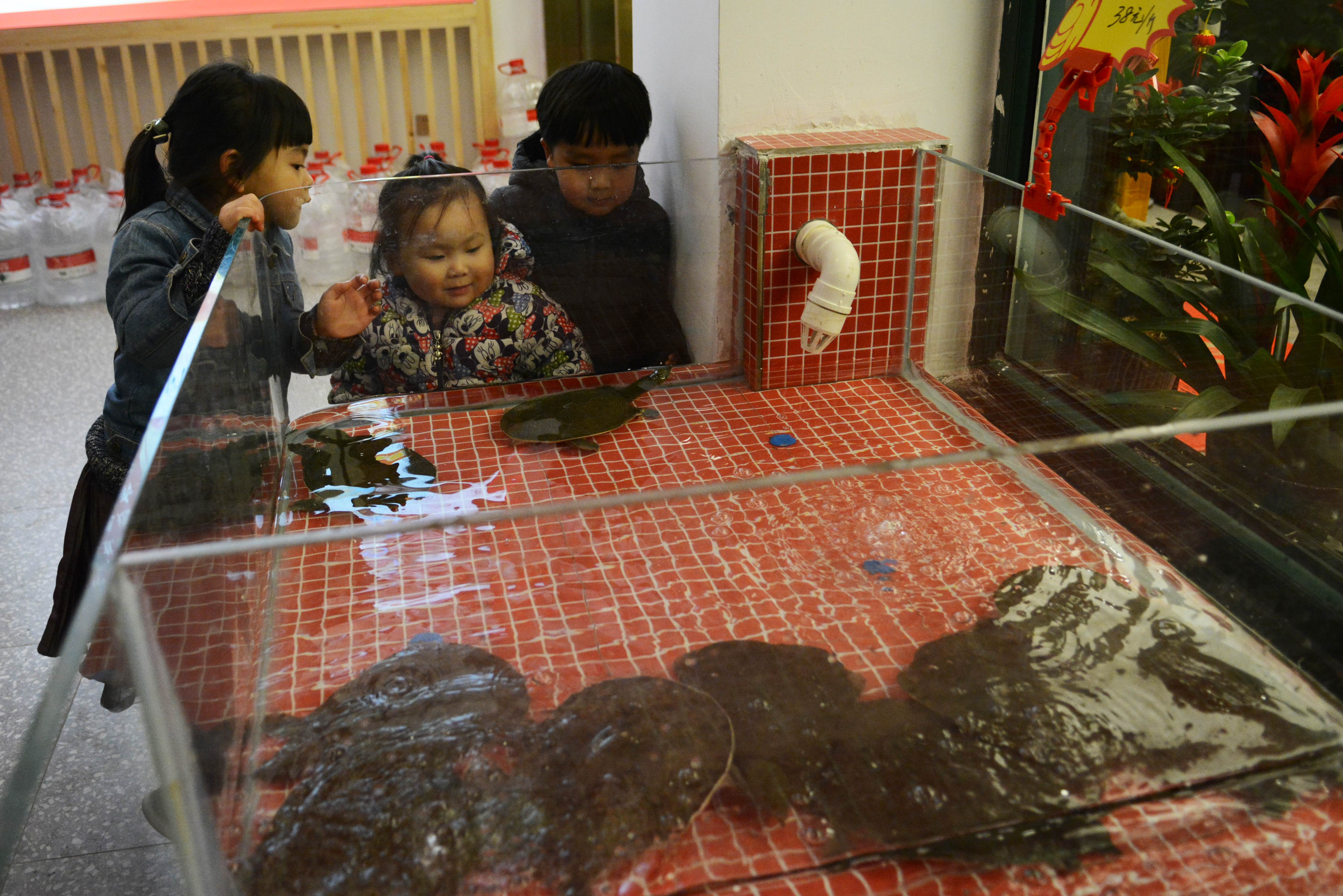 长沙甲鱼小馆美食攻略,长沙甲鱼馆哪家好吃