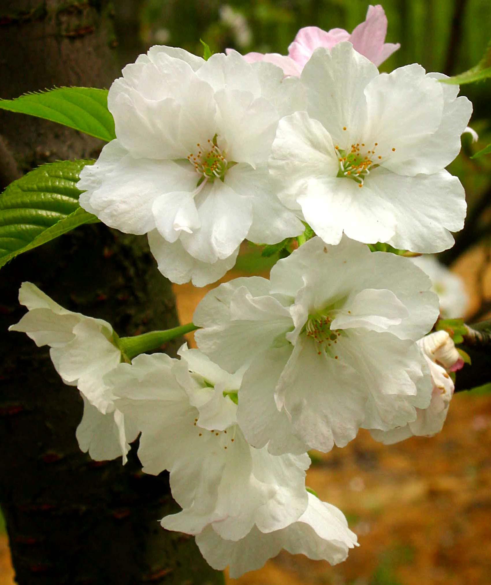 一年一度的樱花大赏,一年一度赏樱花季节又到了