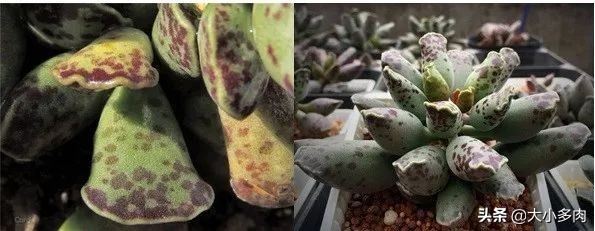 水泡海豹和粉海豹,水泡海豹种类大全大图