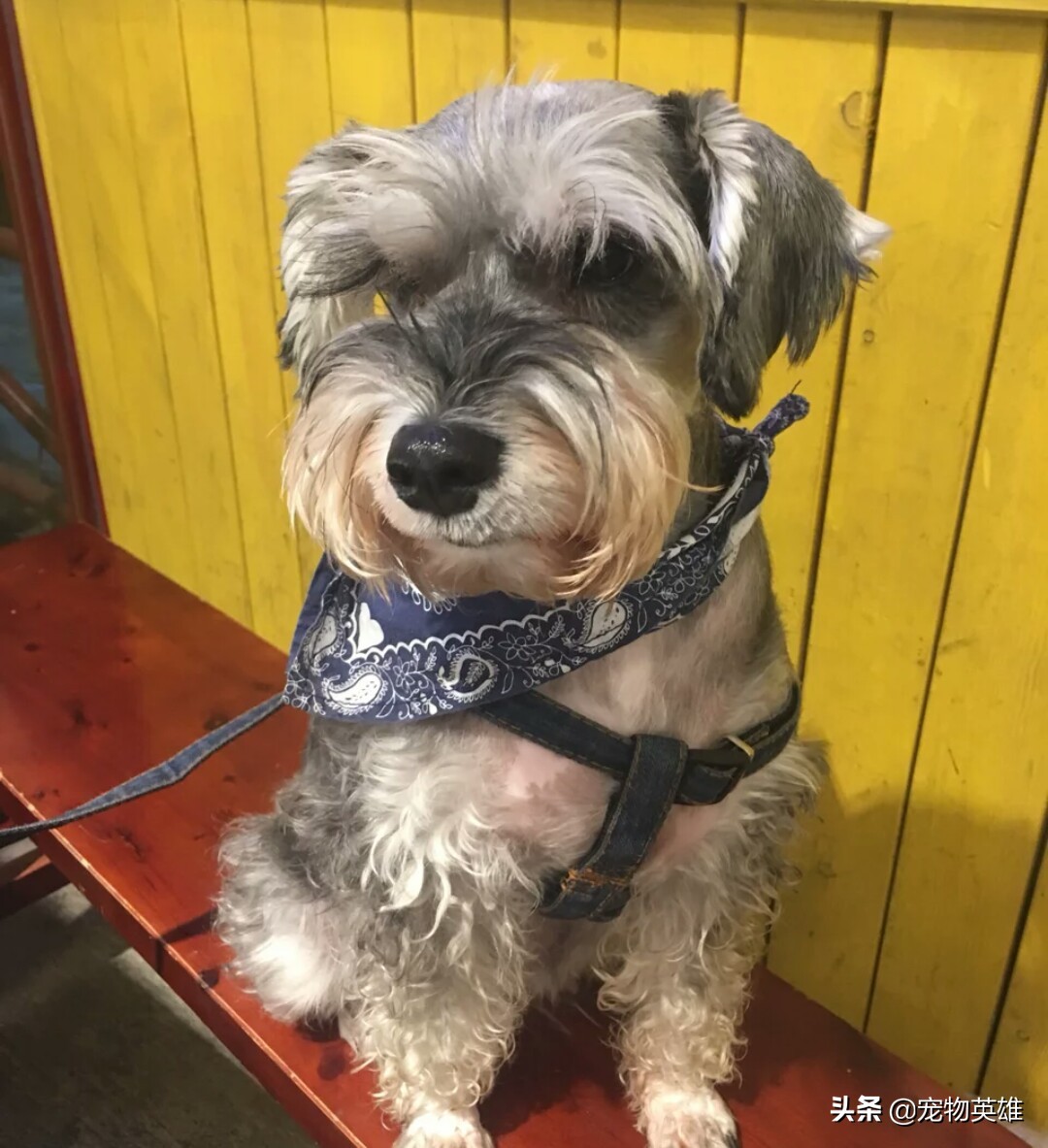 雪纳瑞总是不长记性喜欢家里瞎搞,雪纳瑞什么情况要换狗粮