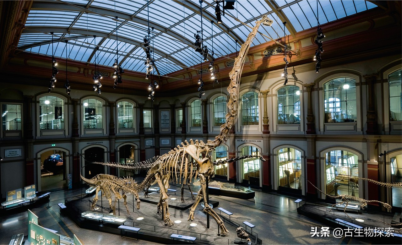 超级巨龙和金牌巨龙,超级巨龙进化