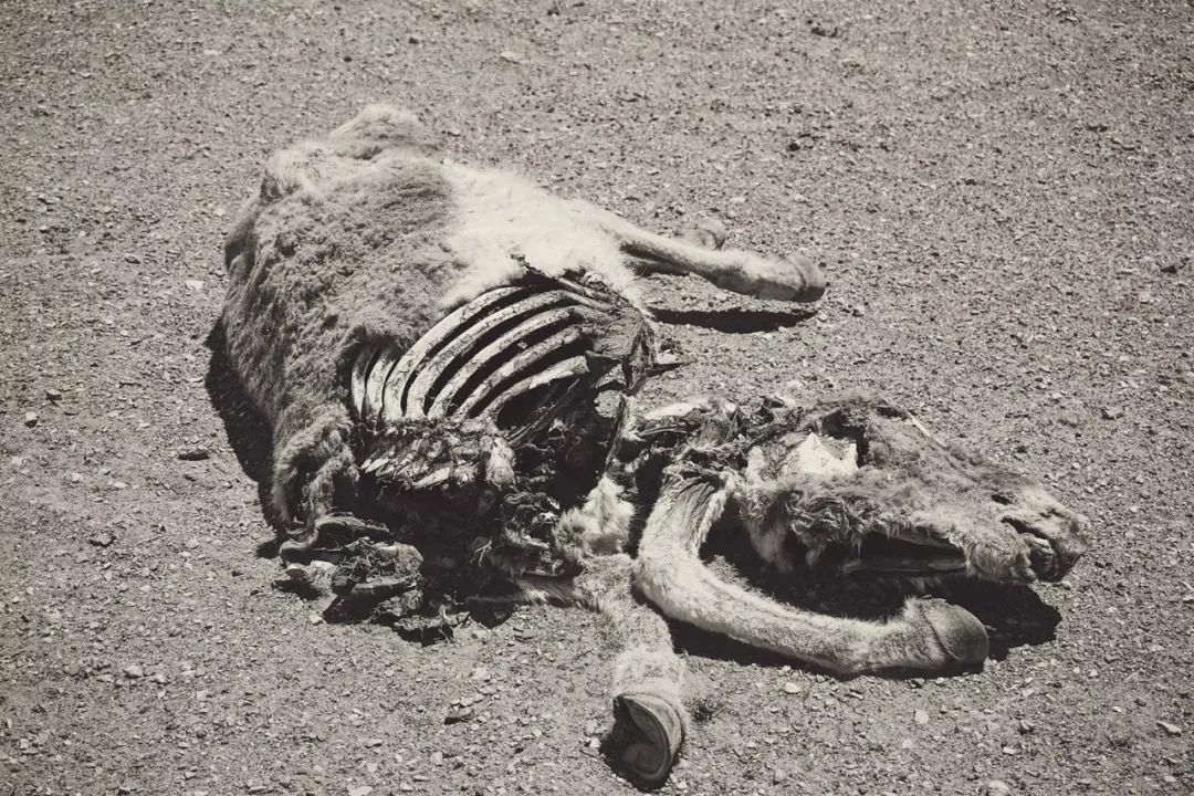 炸裂！全球唯一合法资质进入羌塘，一起去实现人生终极越野梦