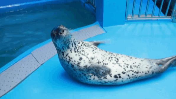 闈掑矝鏃呮父缃戠孩缇庨鎵撳崱鎺ㄨ崘,娴锋磱鍔ㄧ墿娴峰簳涓栫晫鎵撳崱