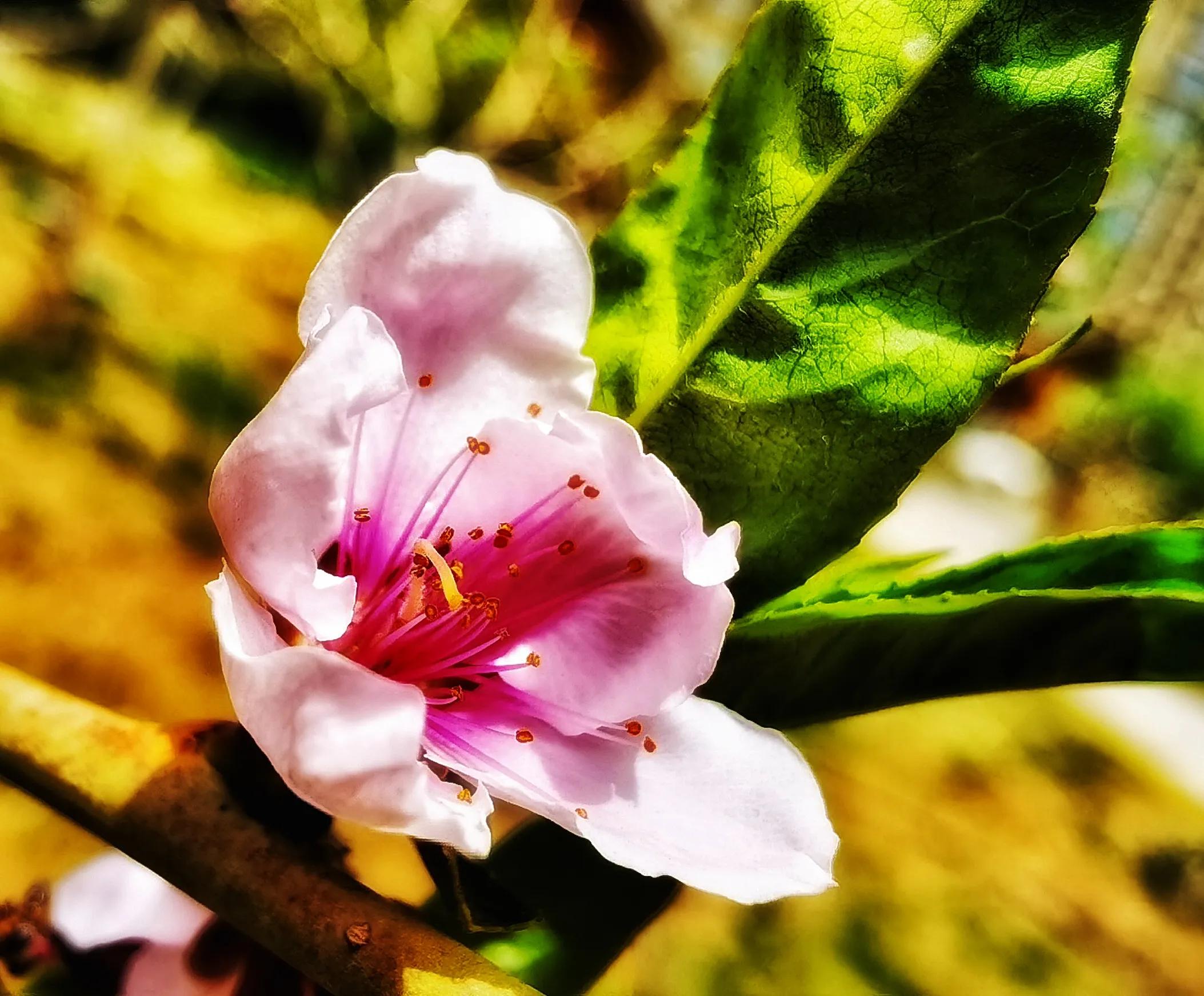 兰州碧桂园凤苑农家乐,兰州凤园农场