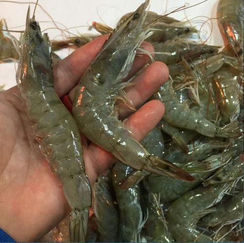 买大虾怎么挑选新鲜的,过年买虾啥时候买合适