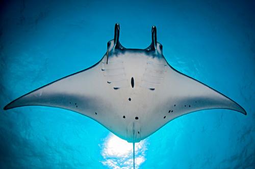 基因突变的物种,基因变异的动物大全