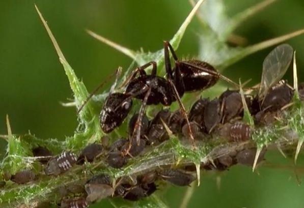 蚜虫到底怎么才能取出来,蚜虫是怎么来的