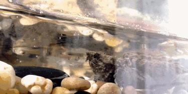 龟不痛不痒有点出血水,龟不伸头无力