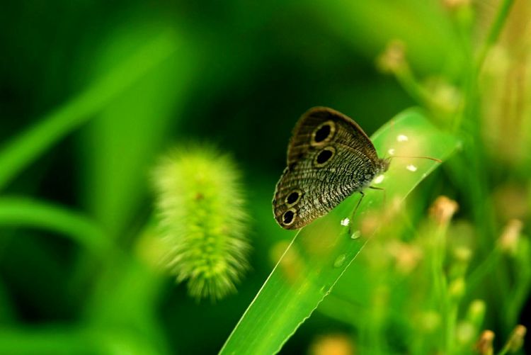 原创蝴蝶恋花,蝶恋花蝴蝶原唱