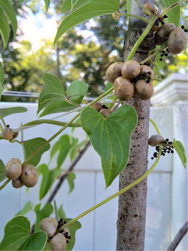 阳台花盆种蔬菜能浇黄豆水吗,在家里用花盆种植山药