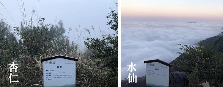 鸭屎香为什么这么难喝,鸭屎香哪里的最好喝