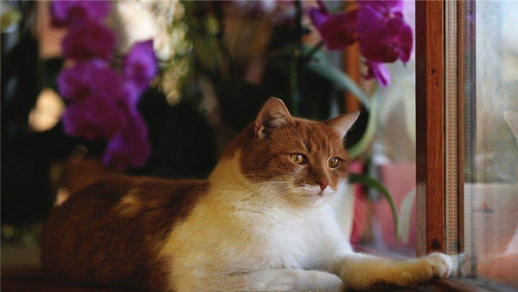 猫咪拉稀带血是怎么回事,猫咪拉稀带血能驱虫吗