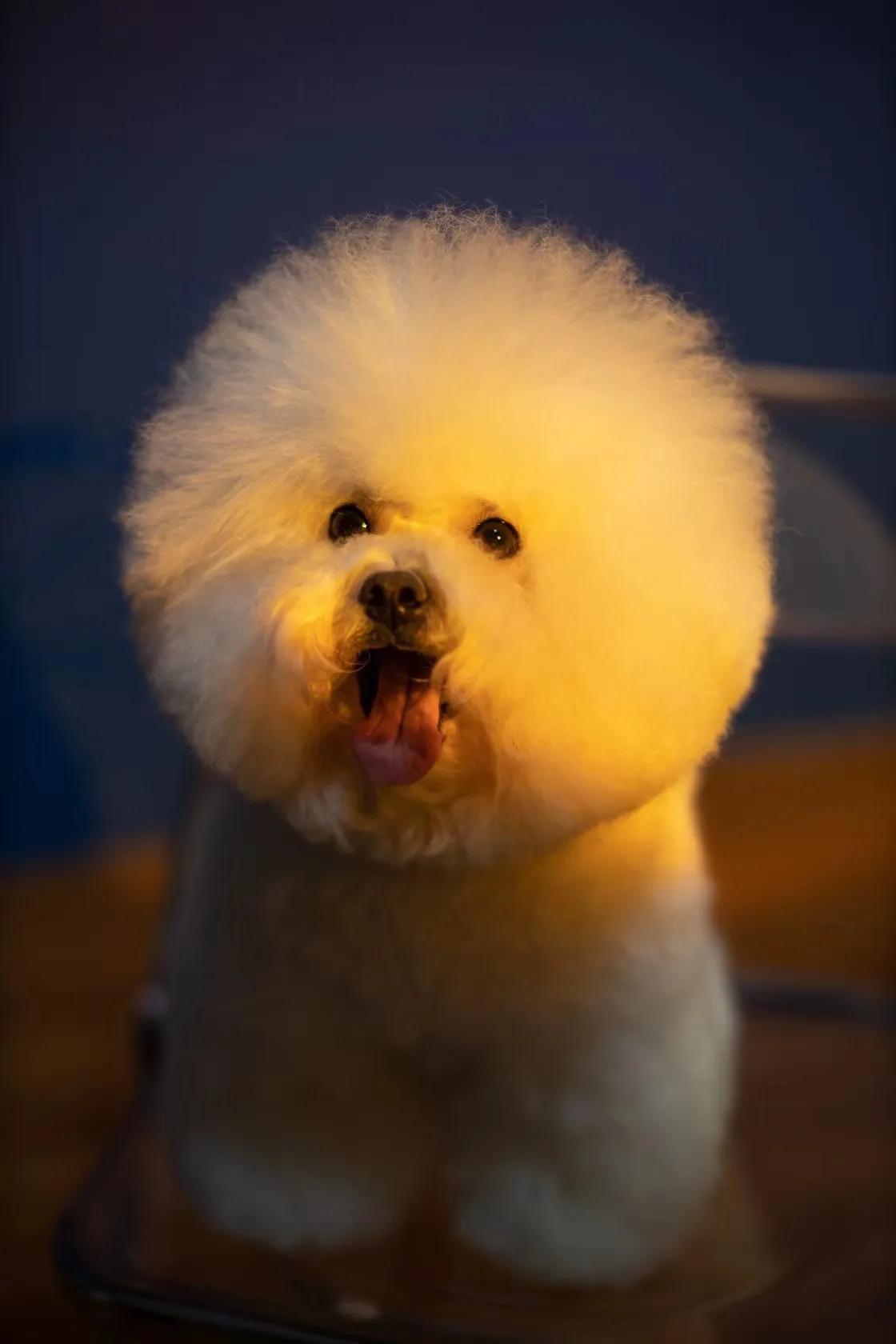 在犬舍一只精品比熊多少钱,比熊犬舍繁殖出售重庆