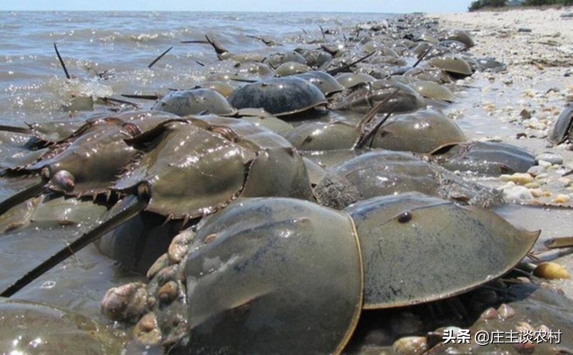 保护的小动物有哪些,保护类小动物