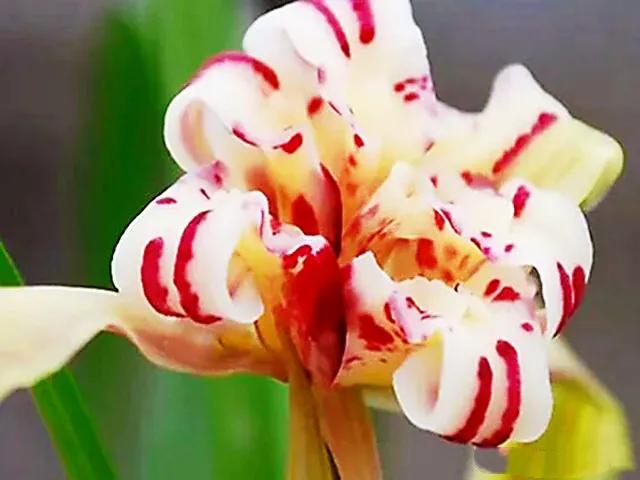 春兰天彭牡丹香味好吗,春兰天彭牡丹兰花简介