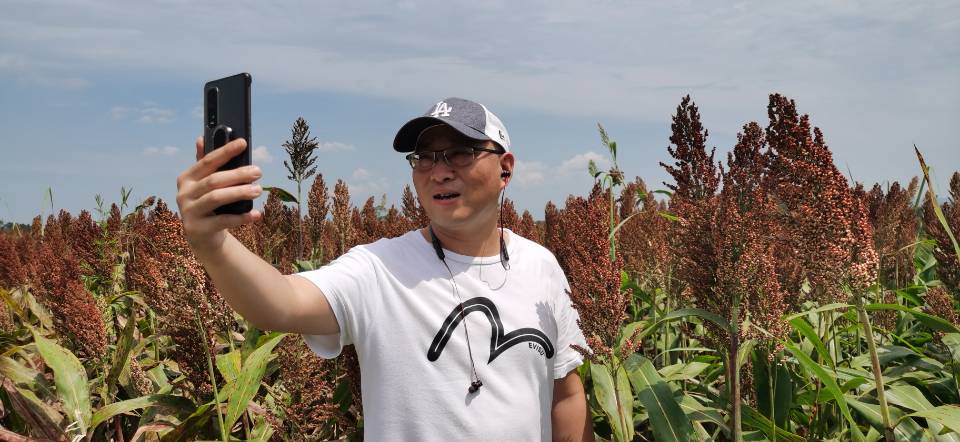 红了！红了！这些天的南充市嘉陵区龙蟠镇真的是“红遍天”了