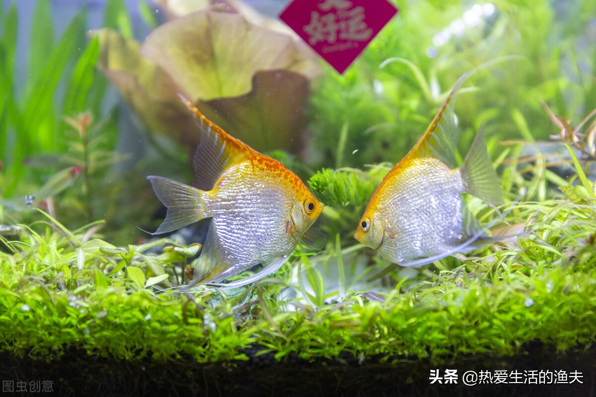 养金鱼的注意事项和饲养方法大全,金鱼饲养的小技巧轻松养好金鱼