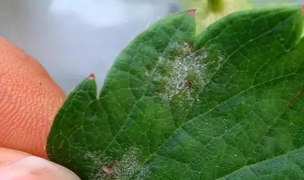 白芨病害及防治,白粉病用药防治