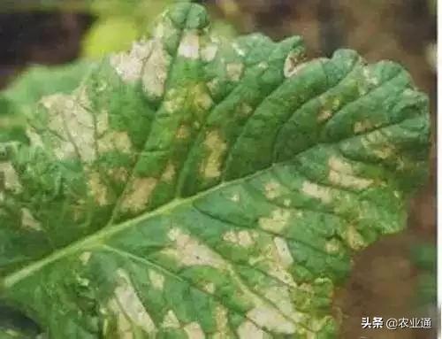 家庭防治虫害的最佳方法,自制蔬菜种植除虫小妙招