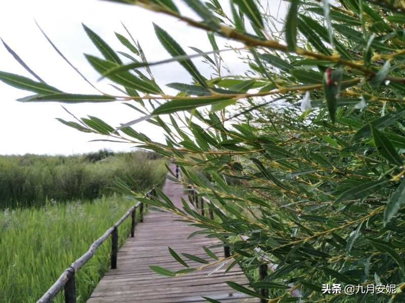 去达里湖看华子鱼洄游,达里诺尔湖华子鱼洄游在哪里