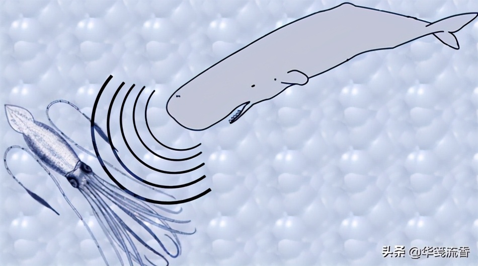 抹香鲸和长臂乌贼,抹香鲸跟巨型乌贼