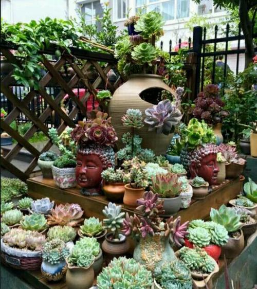 多肉全部搬到户外养,多肉观赏性强怎么办