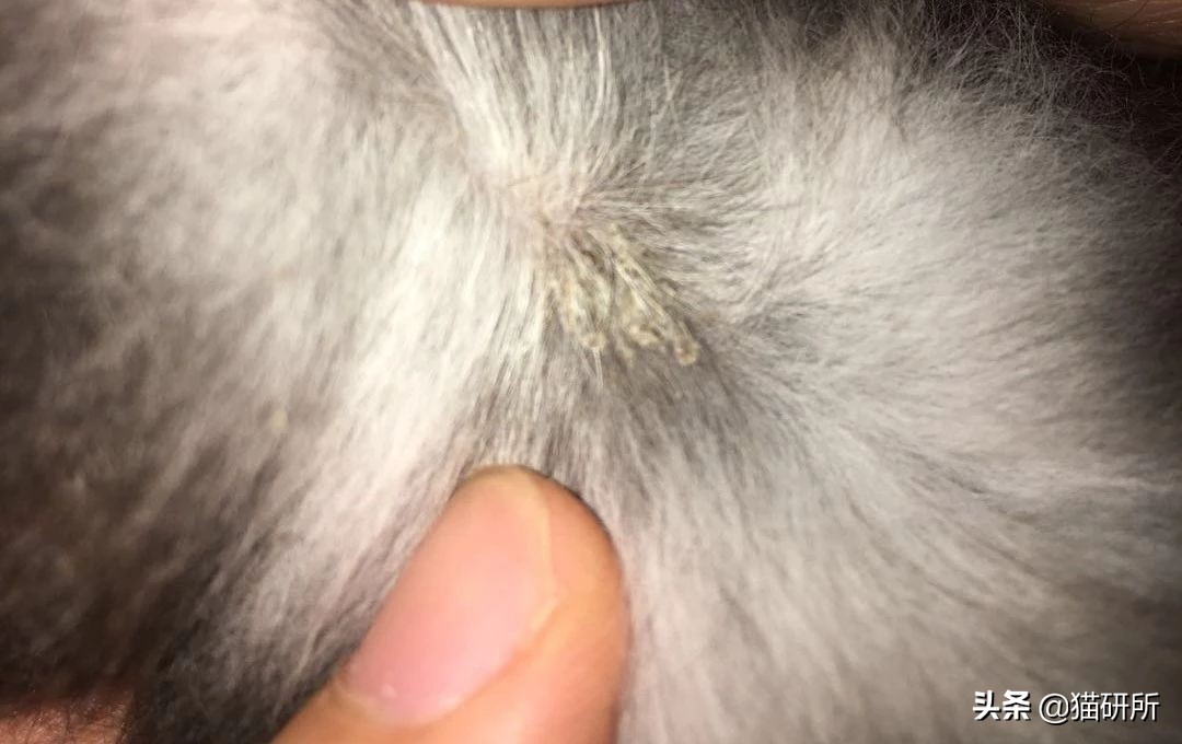 猫咪反复得猫癣怎么办,猫咪得猫癣该怎么办