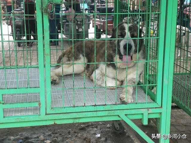 真正的狗市品种,哪里的狗市便宜品种又好种类又多