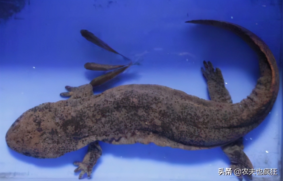 叫声似娃娃哭,是我国重点保护动物,在湖南被端上餐桌百元1斤