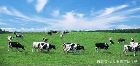 国产奶粉现在还有三聚氰胺吗,三聚氰胺奶粉事件哪一年