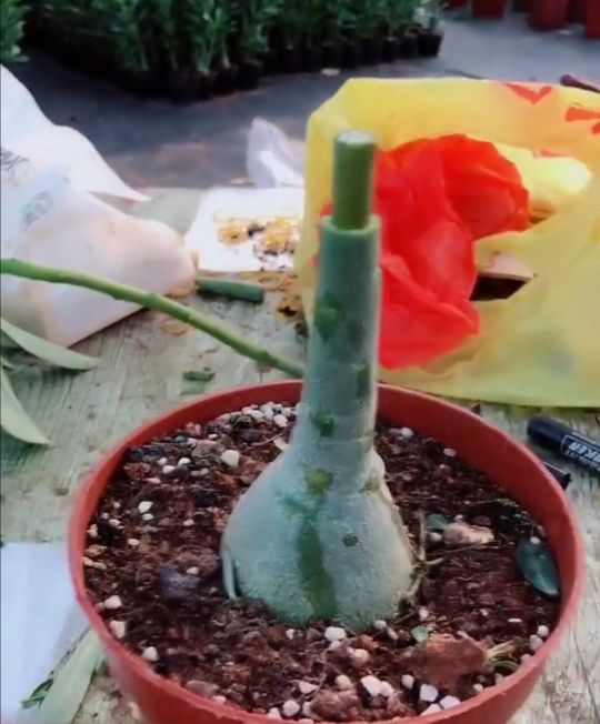 沙漠玫瑰肚子软怎么补救,沙漠玫瑰为什么肚子越养越小