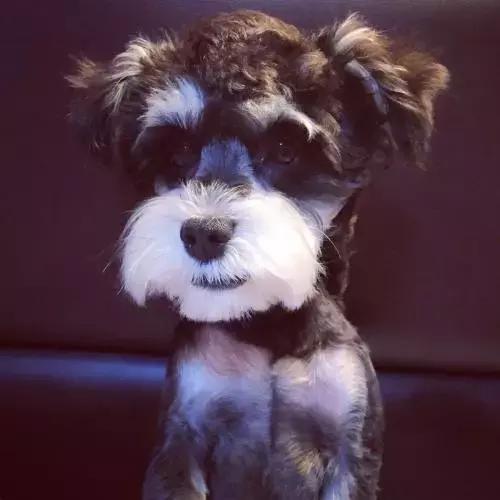 有什么品种狗狗既长不大又不掉毛,建议新手养的10种便宜狗狗不掉毛