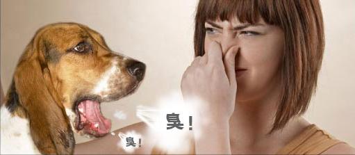狗狗总放屁臭怎么解决,狗狗太臭了能几天洗澡一次