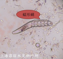 犬蠕形螨怎么治疗,犬蠕形螨和疥螨的区别