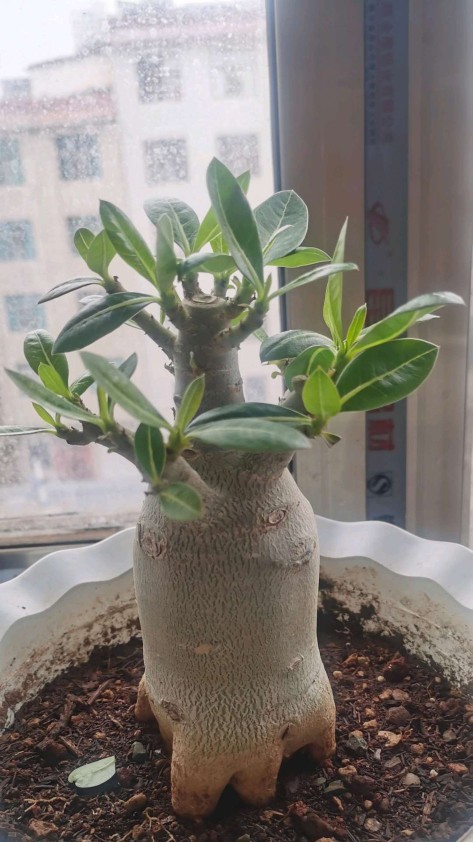 养花必备的6种小药片,什么药片可以养花生根