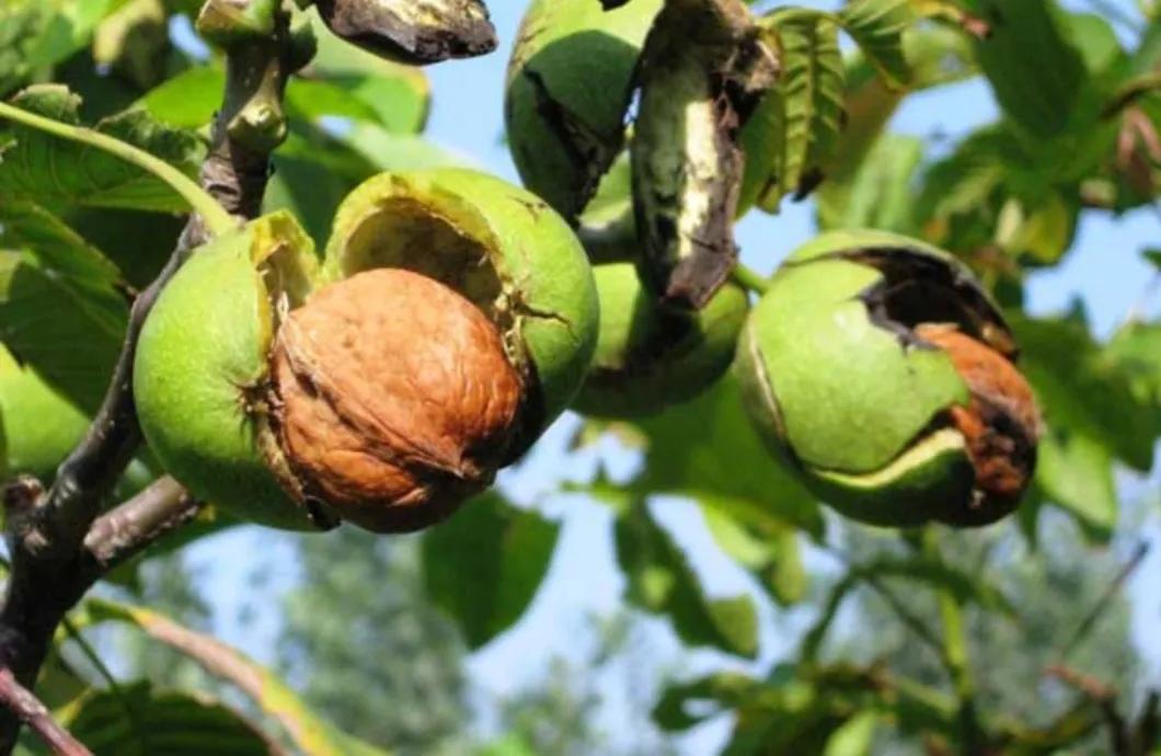 散文：汾阳的九月