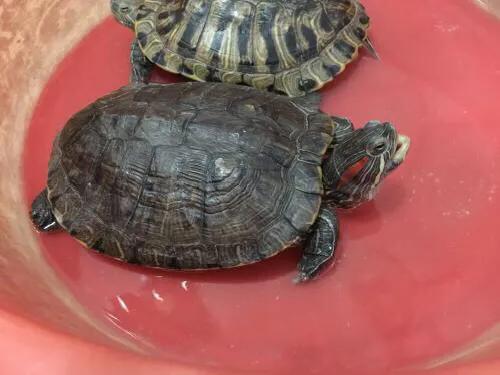 谈谈我个人对于宠物龟常见疾病的治疗与预防