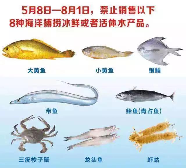 舟山禁渔期可以吃什么海鲜,禁渔期海鲜且吃且珍惜
