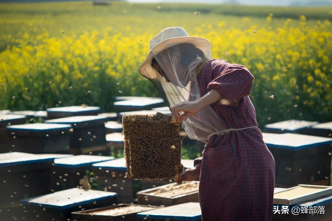 从未用过巢础的野生蜜蜂,家养时需要定期更换,商家赚钱的手段?