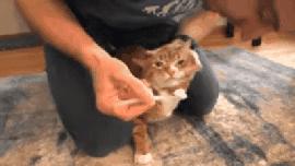 如何给猫咪选牙膏,如何给猫咪选择洁齿产品